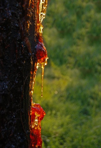 [sappy tree[3].jpg]