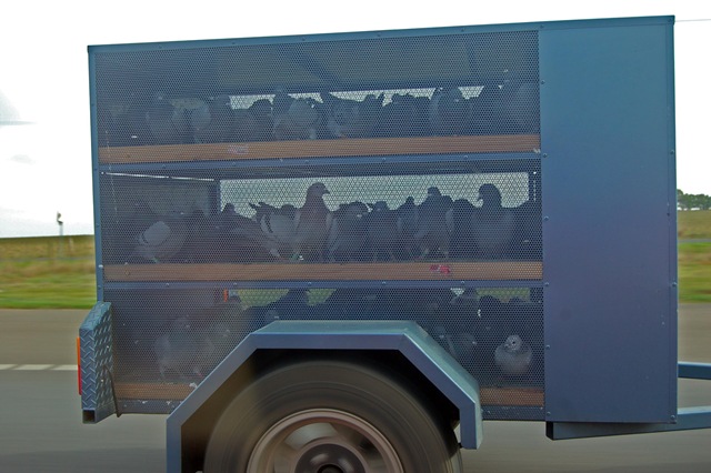 [Pigeon transport[4].jpg]