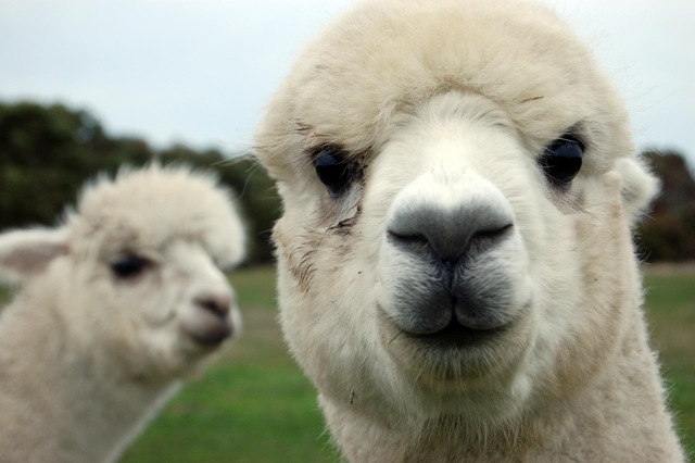 [alpacas @ Rocky's[4].jpg]