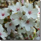 Mitty's flower 15