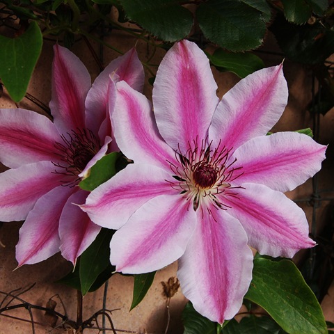 [Mitty's flower 12[1].jpg]