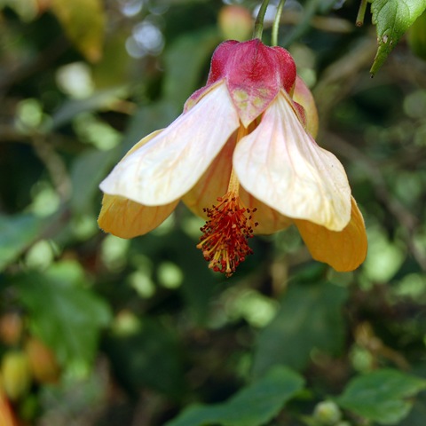[Mitty's flower 4[1].jpg]