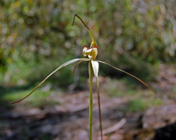 [Kaye's bush - spider orchid_resize[5].jpg]