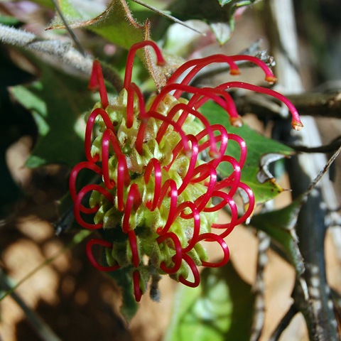 [Grampians - holly grevillea[3].jpg]