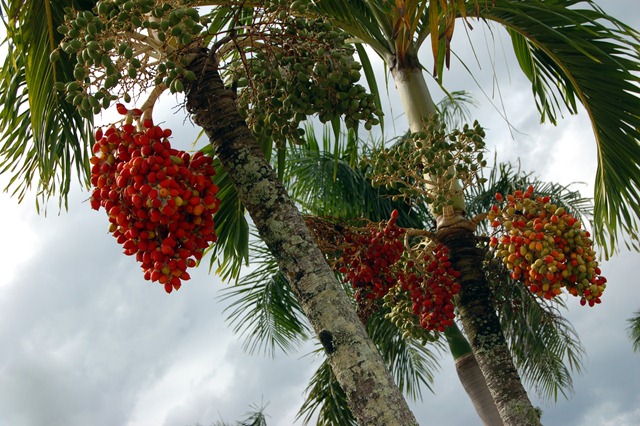 [PalmtreeandfruitCardwell4.jpg]