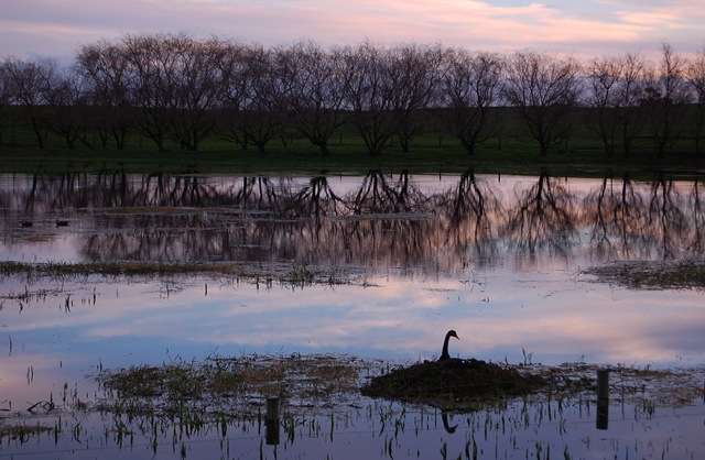 [Mepunga wetland[4].jpg]
