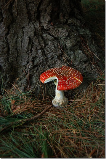 magic mushroom
