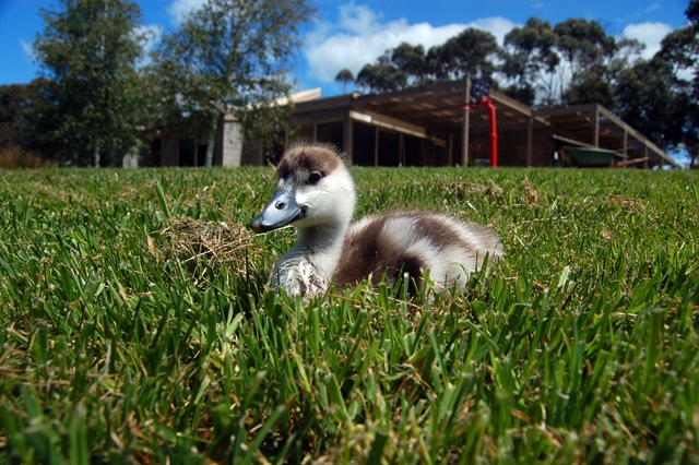 [Flaps the mountain duck 2[4].jpg]