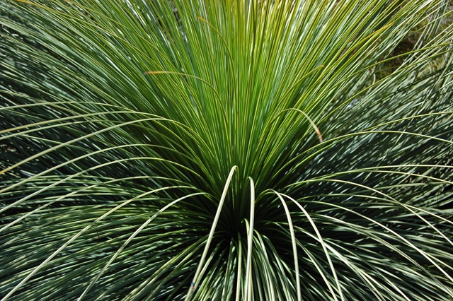 [black boy grass[3].jpg]