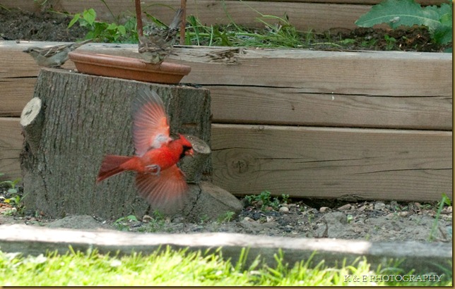 cardinal in flight