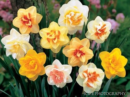 [DaffodilDoubleMix[43].jpg]