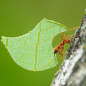 Leafcutter Ant