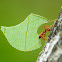 Leafcutter Ant