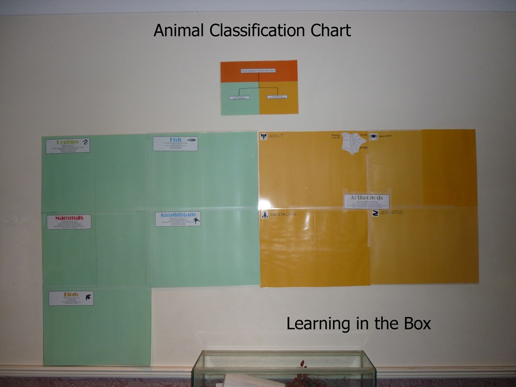 [Animal Classification Chart[3].jpg]
