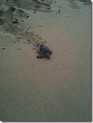 picts 7.19 turtles 331