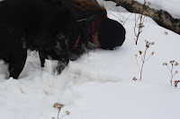 IMG_2227.jpg
