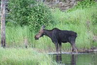 Grand Marais 226.JPG