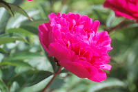 DSC_0383.JPG