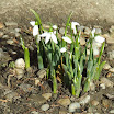 15 ianuarie 2011.jpg