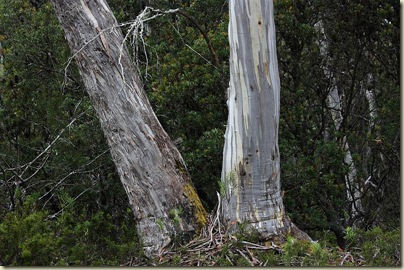 Closeup of eucalyptus trunks