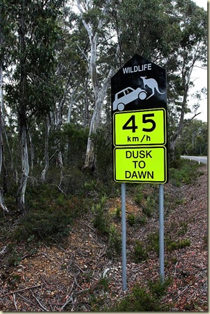Kangaroo collision sign