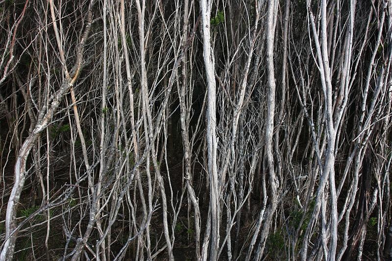 [100104SarahIslandTasmaniateatrees_02[2].jpg]