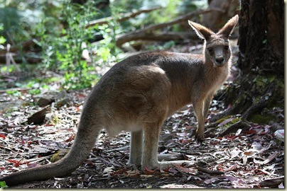 Bennetts Wallaby, Trowunna Wildlife Park, Tasmania