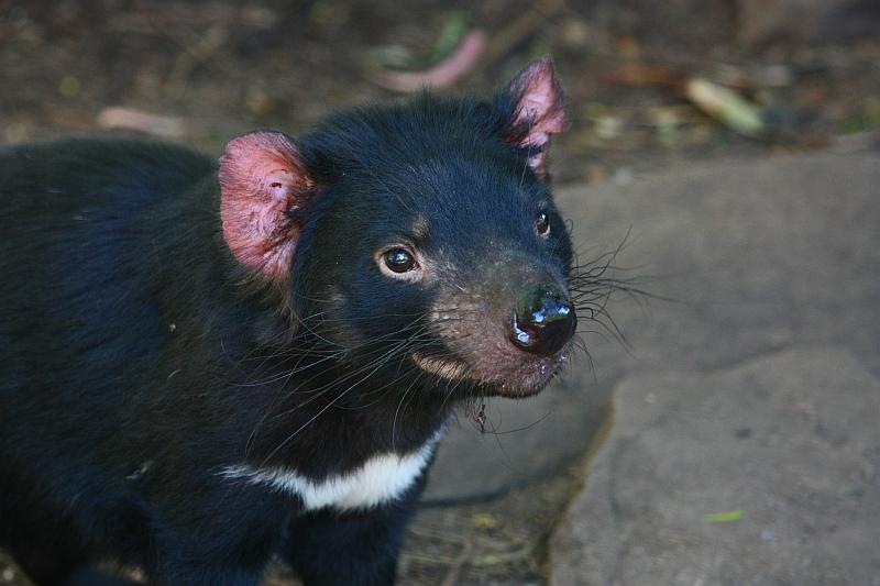 [100107_TasmanianDevilTrowunnaTasmani[2].jpg]