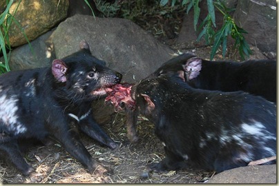 Tasmanian devils feeding, Trowunna Wildlife Park