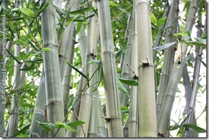 Dendrocalamus latiflorus 'Mei-nung' Dendrocalamus latiflorus 'Mei-nung'