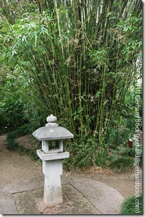 Bambusa ventricosa Bambusa ventricosa