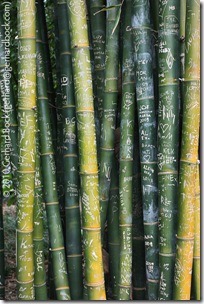 Bambusa oldhamii Bambusa oldhamii