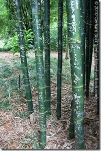 Bambusa oldhamii Bambusa oldhamii