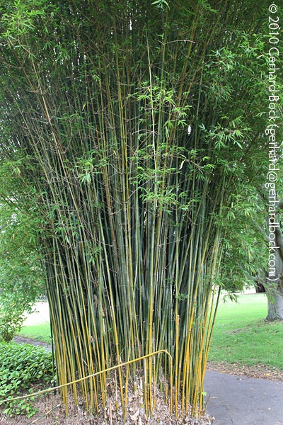 [Bambusa-textilis-'Gracilis'-Royal-Bot-Garden-Sydney_04_sm[3].jpg]