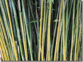 Bambusa textilis 'Gracilis' Bambusa textilis 'Gracilis'