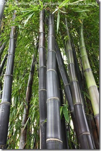Gigantochloa atroviolacea Gigantochloa atroviolacea