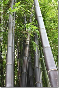 Gigantochloa atroviolacea