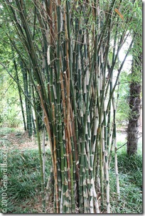 Thyrsostachys siamensis Thyrsostachys siamensis