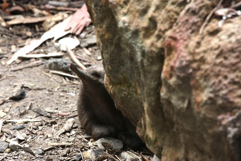 [091229_Taronga_Zoo_Sydney020_sm[3].jpg]