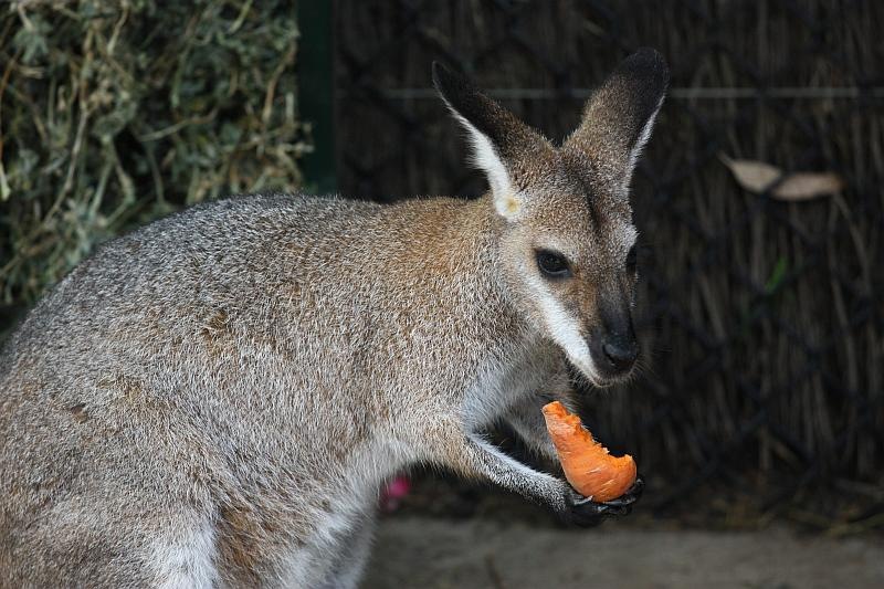[091229_Taronga_Zoo_Sydney028_sm5.jpg]