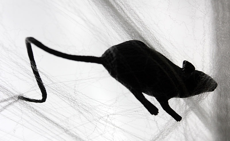 [101031_mouse_in_spiderweb[2].jpg]