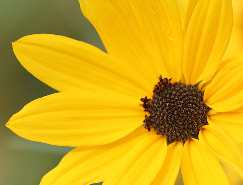 [101031_perennial_sunflower[2].jpg]