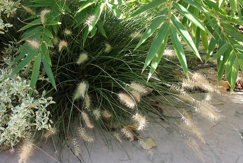 [101026_pennisetum_little_bunny2.jpg]