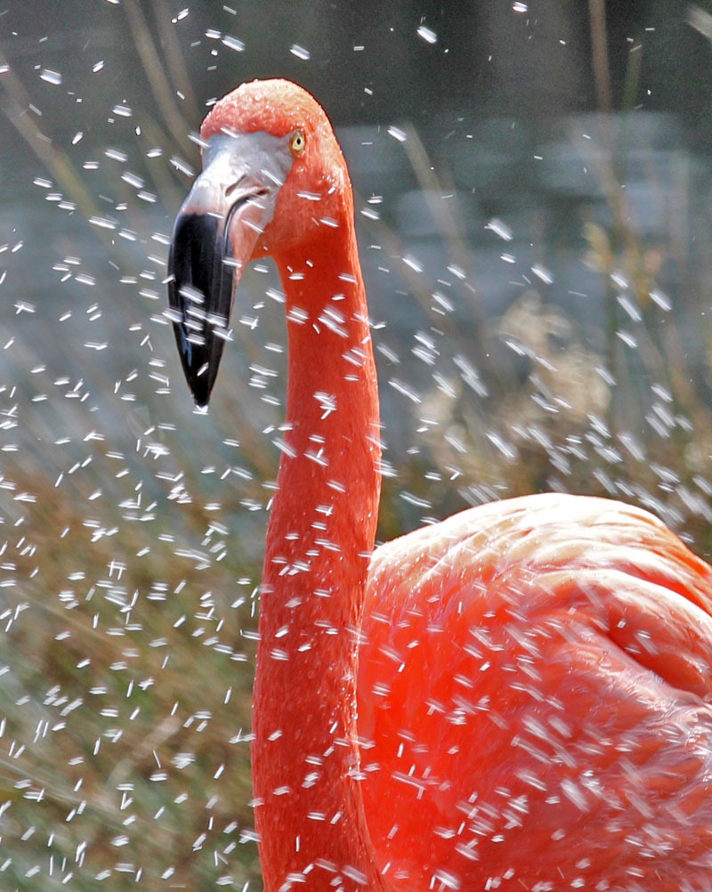 [101114_flamingo_with_waterdrops2[2].jpg]