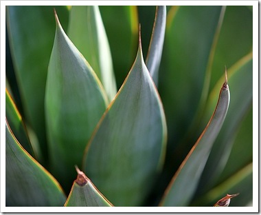101020_agave_blue_glow 101020_agave_blue_glow