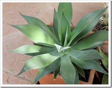 101021_agave_blue_fame 101021_agave_blue_fame