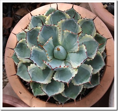 101021_agave_kissho_kan 101021_agave_kissho_kan