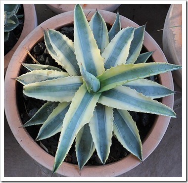 101012_Agave-Cornelius 101012_Agave-Cornelius
