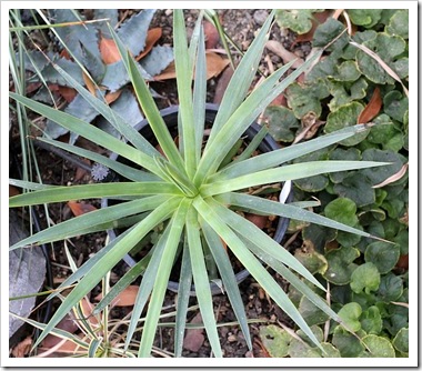 101021_agave_dasyliroides 101021_agave_dasyliroides