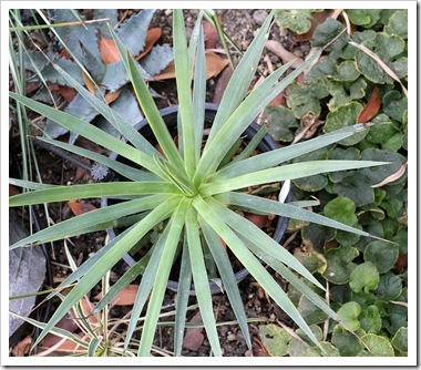 101021_agave_dasyliroides